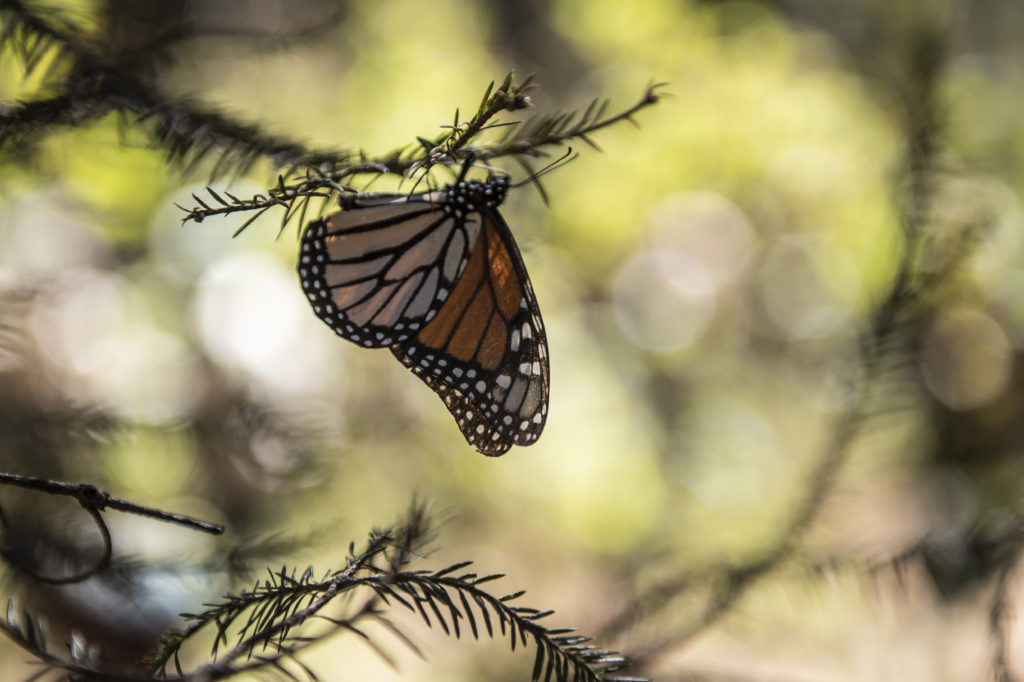 Monarch Mexico 6 6404 Phughes PHoto 2017 1 1024x682